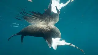 Shark eaten by Seal in South Australia