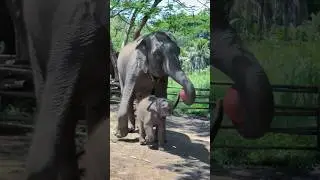 Mum! Give me the ball, please!  Cute baby elephant wants to play with the ball 🏀  #elephant #shorts