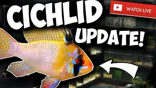 All Cichlid UPDATE! - Aquarium Fish Keeping LIVE Stream - Let's Try This Again!