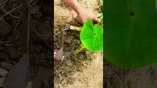 Satisfying Taro Root Harvest! 🥬 #farmoratv #nature #asmr