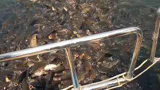 OMG!fish 🐠🐠🐠🐟🐟🐟🐟