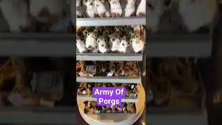 The Army of Porgs at #disneyland
