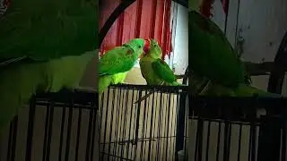 #parrot #talkingparot #parrotplaytime #birds #india #pakistan