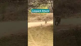 Leopard attacked dog in Jhalana #jhalana #leopard #dog #ytviral