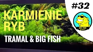 O karmieniu ryb. Tramal i BiG Fish 032