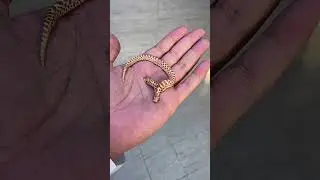 Икки бошли Илонни курганмисиз... #nature #natural #world