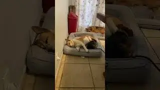 #fypシ #dogs #perritas #skinnyolivialopez #dogbeds