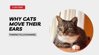 Cat Ear Communication: Why Cats Move Their Ears and How It Enhances Their Social Interactions