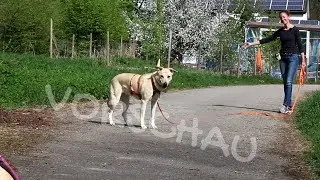 Abrufen unter Ablenkung: Andere Hunde (Vorschau)