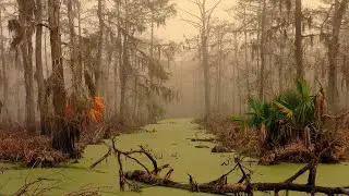 How Swamps Are Formed ?