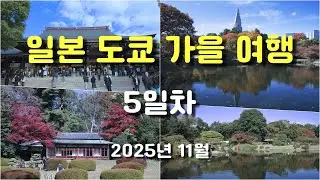 일본 도쿄 가을 여행 5일차 (2025.11.15) - 메이지 신궁, 신주쿠 교엔