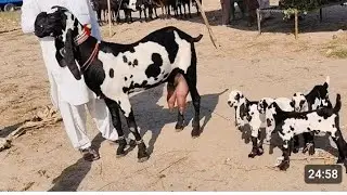 Bakra mandi rate vlog goat farming Pakistan goat kids for sale bakri goat for sale goats farming 