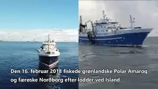 Polar Amaroq & Norðborg 2018
