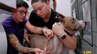This is the LSU Veterinary Teaching Hospital
