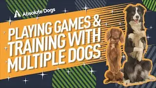 Playing Games and Training with Multiple Dogs