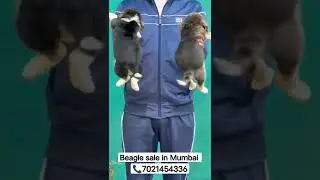 beagle dogs sale in Mumbai | grab your pawfriend today with @DogsInMumbai 📞7021454336 | #mumbai