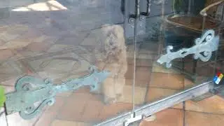 Dog Looking Out Store Doors Los Angeles California USA October 2022