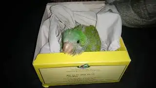 pAckita mi lora