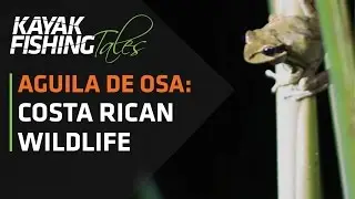 Kayak Fishing Tales | Costa Rica Wildlife