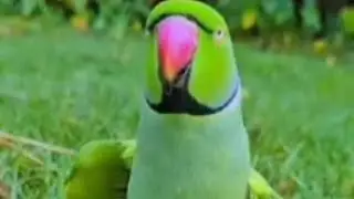 Talking parrot mummy ye mummy Mai Mithu 🦜 mummy ka Raja Beta Mithu Hai ❤️ मम्मी पापा बोलूंगा मम्मी म