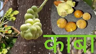 kaba | hemkand | Desert caper | Maerua oblongifolia | plants detail information @shivsambhGhodke