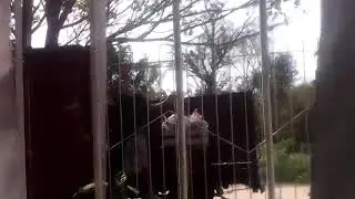 Batboytale puto