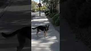 Service Dog Finds GRENADE #shorts