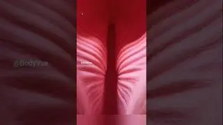 Understanding Uterus 3D Animation | Female Reproductive System #humanbody #anatomy