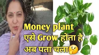 #vlog 61 Daily vlogs Money Plant Grow ऐसा करें🪴👍 @TheDograVibes 