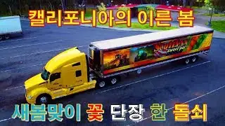 [캐나다 Trucker][Vlog #391] 아몬드 꽃과 함께 새봄이 찾아온 캘리포니아!!!(feat I'm 공차?ㅎㅎ)