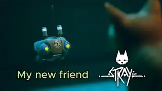 Stray | The Flat 2K 60fps