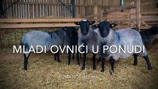 Romanovski ovnovi 3 - 4,5 meseci! Romanov Serbia!