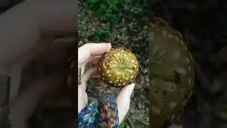 passiflora in jungle