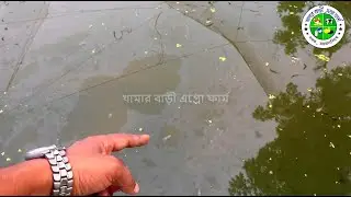 Biofloc Fish Farming | Low Cost, High Profit Modern Aquaculture Method | বায়োফ্লক পদ্ধতিতে মাছ চাষ