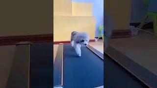 Cute and funny baby dogs show you happy - Houlii Puppy