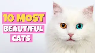 10 MOST BEAUTIFUL CATS IN THE WORLD