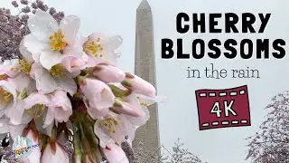 4K Walk through Cherry Blossoms in the Rain | Spring in DC