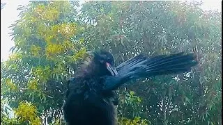 As raindrops softly fall, ravens  clean their feathers, ensuring they remain water-resistant.