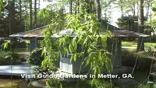 Guido Garden raw video clip