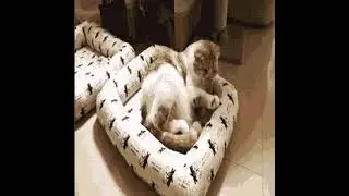 Видео 04 04 2023 151831
