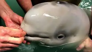 Rescued beluga whale slurps milk