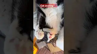 Cat snoring #shorts