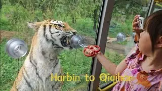 Tigers, Hot Pot Spa & Princesses ~ Harbin to Qiqihar ~ On the way to Inner Mongolia