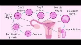 Fertilization step by step ##midwifery knowledge#monajoyce#