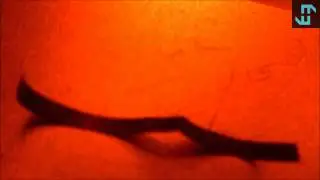 Laser Controlled Memory Fibre Actuator from Graphene Oxide + Ferromagnetic Nanoparticle Film