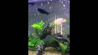 Cichlids protecting nest
