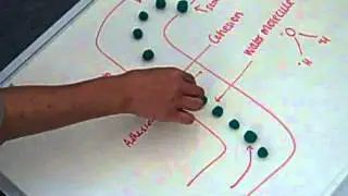Cohesion tension theory