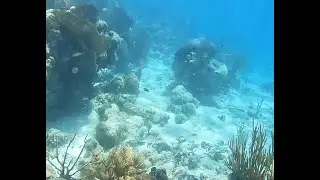 Snorkeling at Rendezvous Caye  |  Ambient Underwater Adventure in Belize |4K Coral Reef (Session #1)