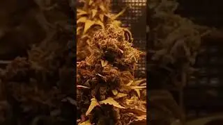 Jamaican Pearl one of the easyest strains to grow!? Mars Hydro FC-1500 EVO