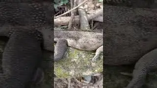 small🫣 crocodile or snake video. #shorts #trending #ytshorts #comedy #funny